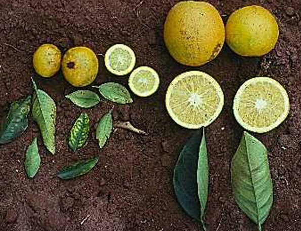 La bacteria Xylella fastidiosa, una gran amenaza para los cultivos agrícolas