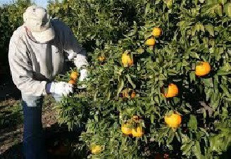 Recolección temprana de los productos citrícolas