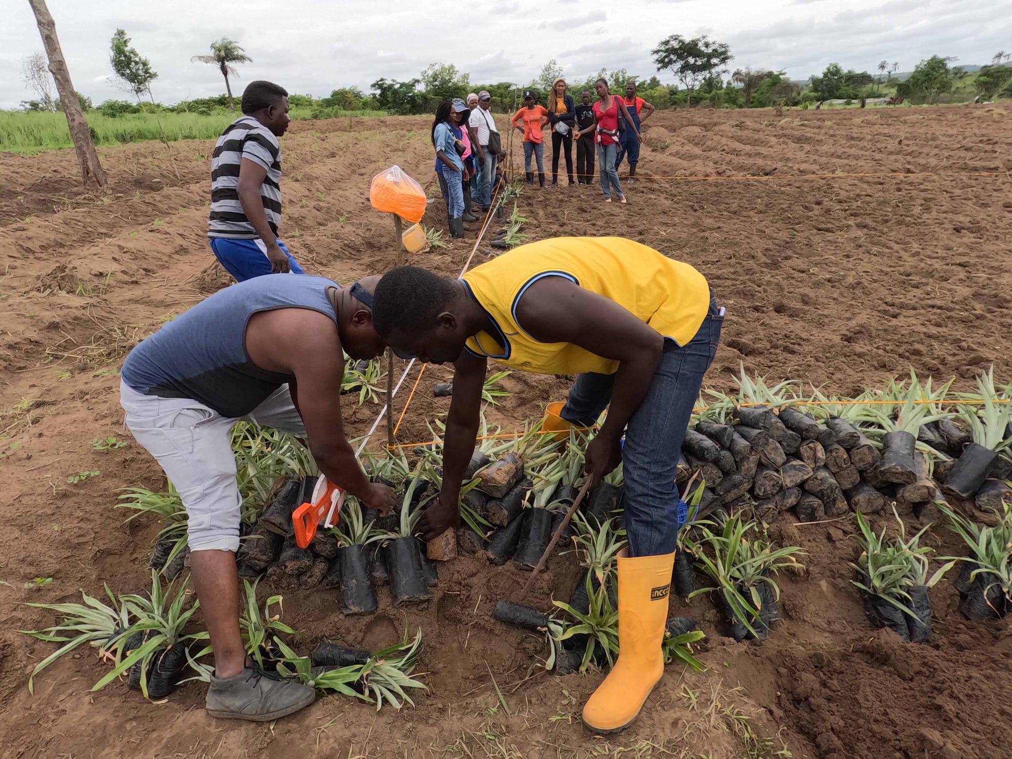 Nov 2022: Projet SI KONGO Réalisation d'un  champ test à l'INERA KINZAU