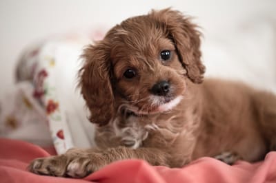 Jesus calls woman “a dog”? Lessons on Jesus’ Response from Matthew 15:21-28