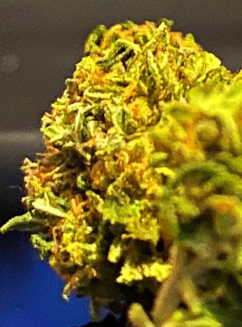 ΠΡΟΙΟΝΤΑ ΚΑΝΝΑΒΗΣ