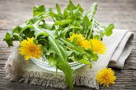 Nutritional benefits of dandelions - The Physiological Effects of Dandelion (Taraxacum Officinale) in Type 2 Diabetes