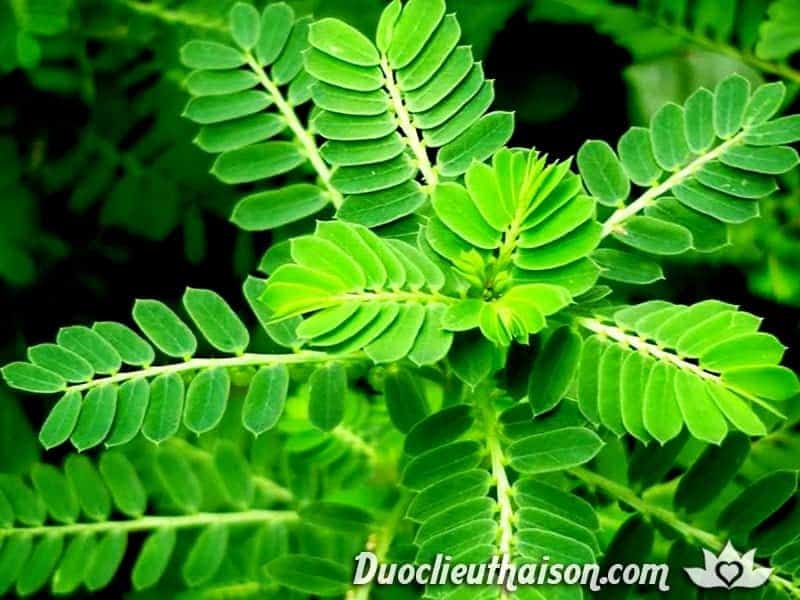 9 unexpected effects of Phyllanthus urinaria (L.)