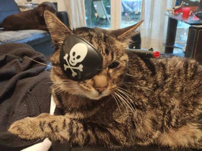 NOS AMIS LES ANIMAUX SONT LES BIENVENUS image