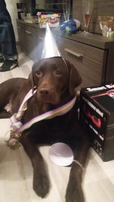 NOS AMIS LES ANIMAUX SONT LES BIENVENUS image