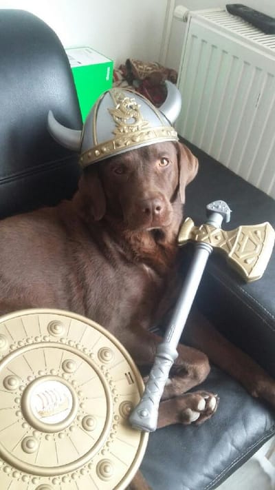 NOS AMIS LES ANIMAUX SONT LES BIENVENUS image