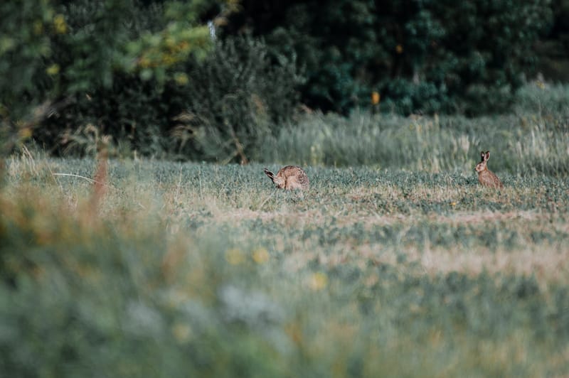 PARC ORNITHOLOGIQUE DU MARQUENTERRE EN BAIE DE SOMME A 25KM