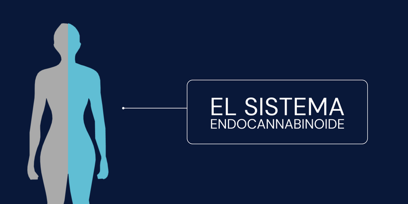 Sistema Endocannabinoide