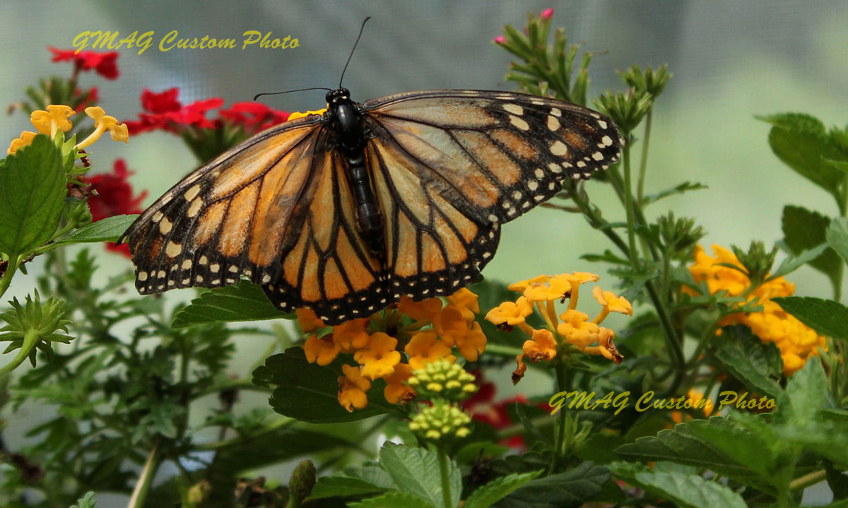 <<<<<<<<<<<<>>>>>>>>>>>>