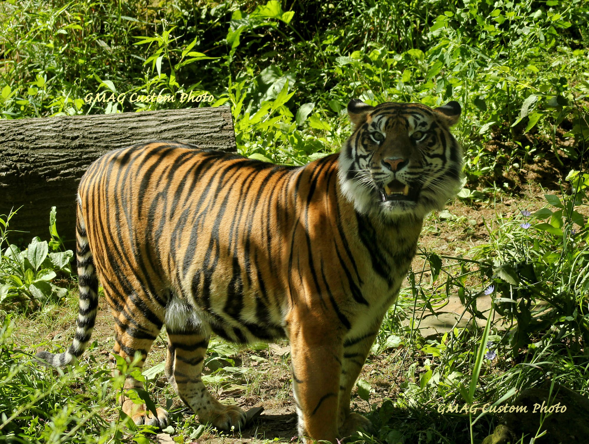 People, Animals, and Things