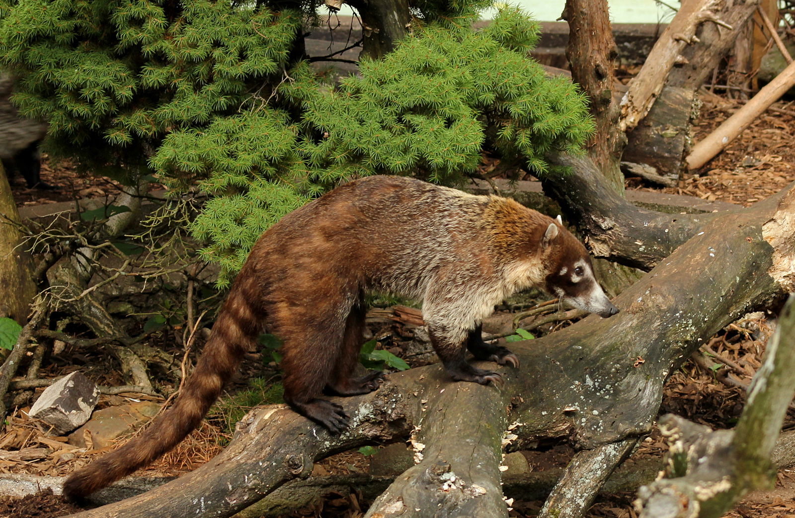 People, Animals, and Things