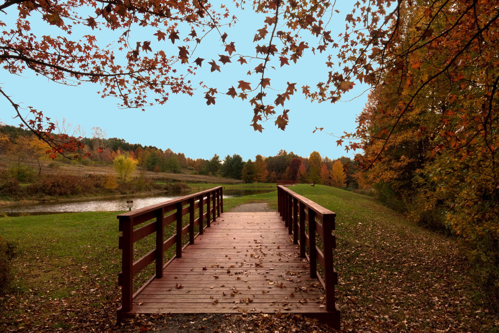 People, Animals, and Things