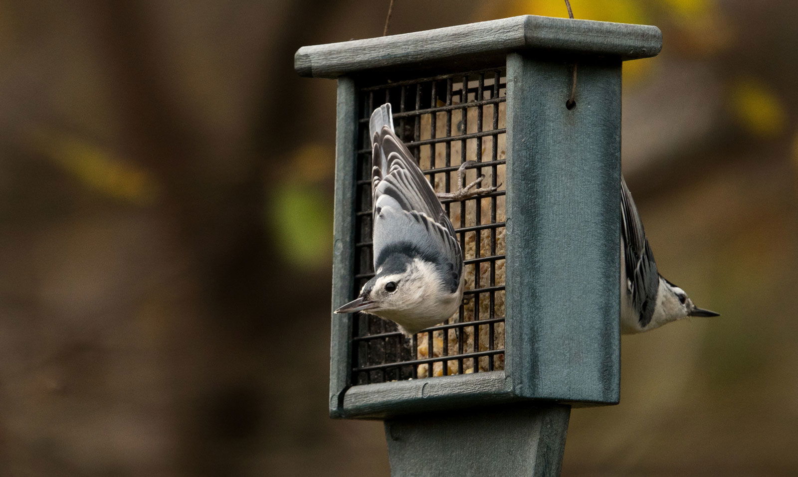 People, Animals, and Things