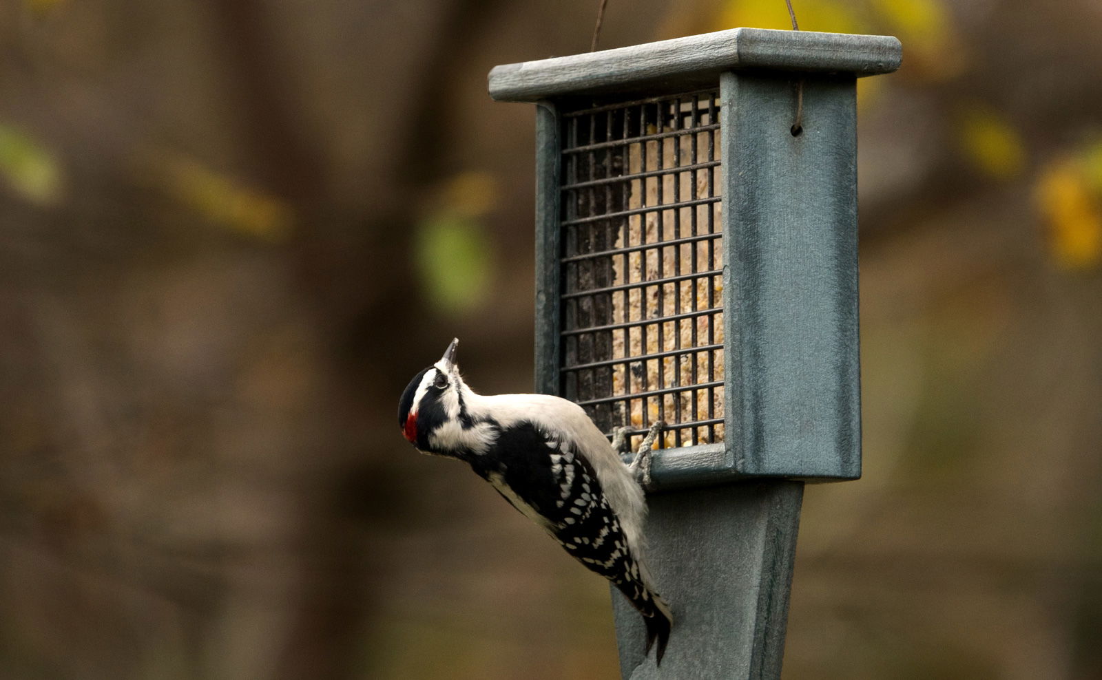 People, Animals, and Things