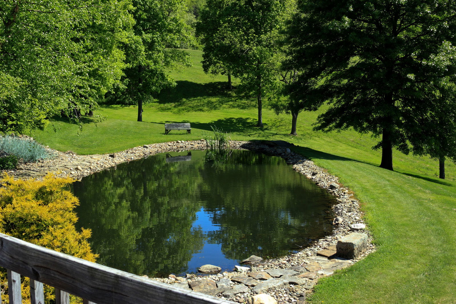 People, Animals, and Things