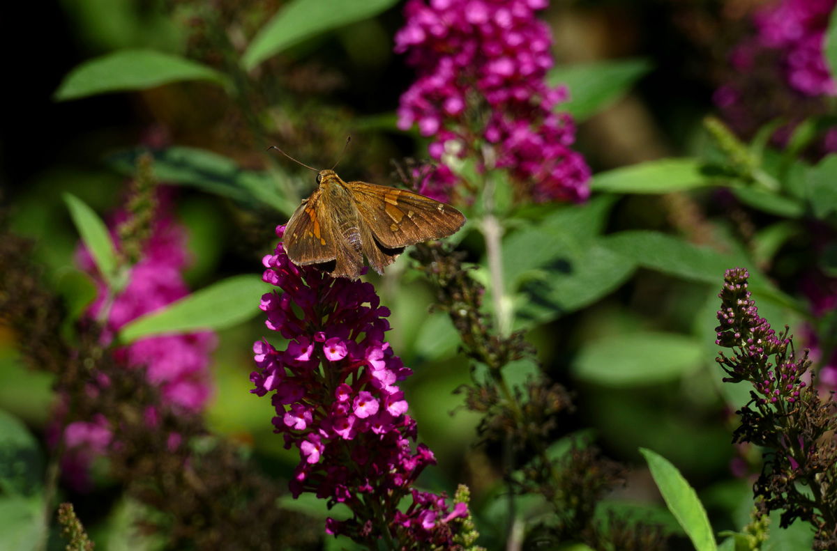 People, Animals, and Things