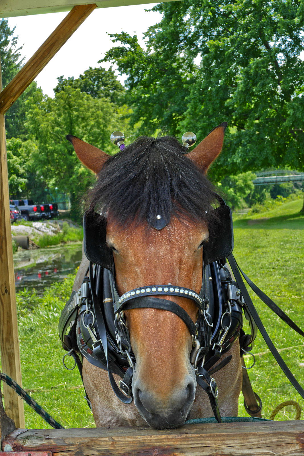 People, Animals, and Things