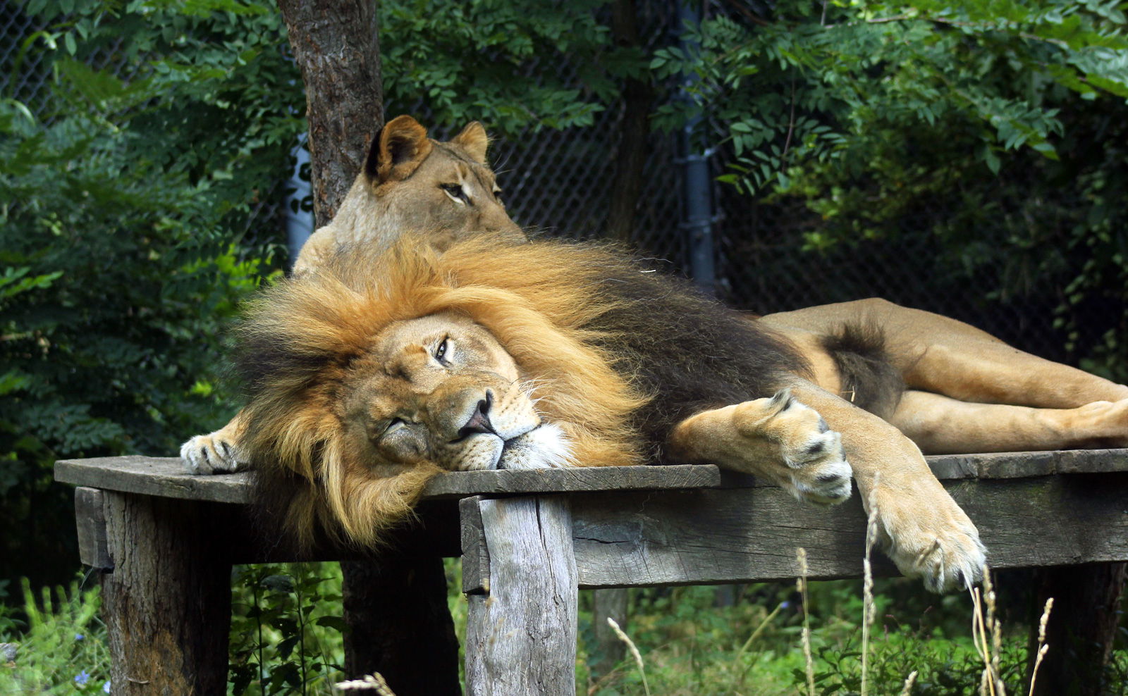 People, Animals, and Things