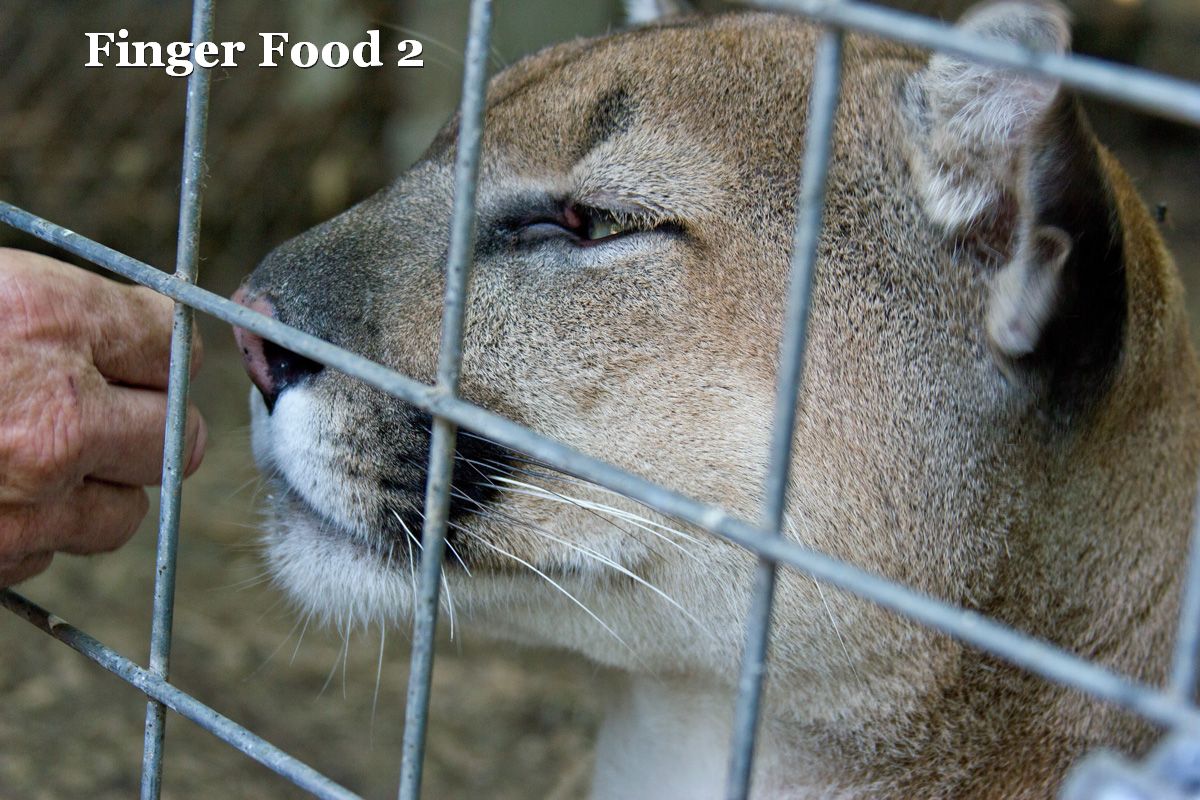 People, Animals, and Things