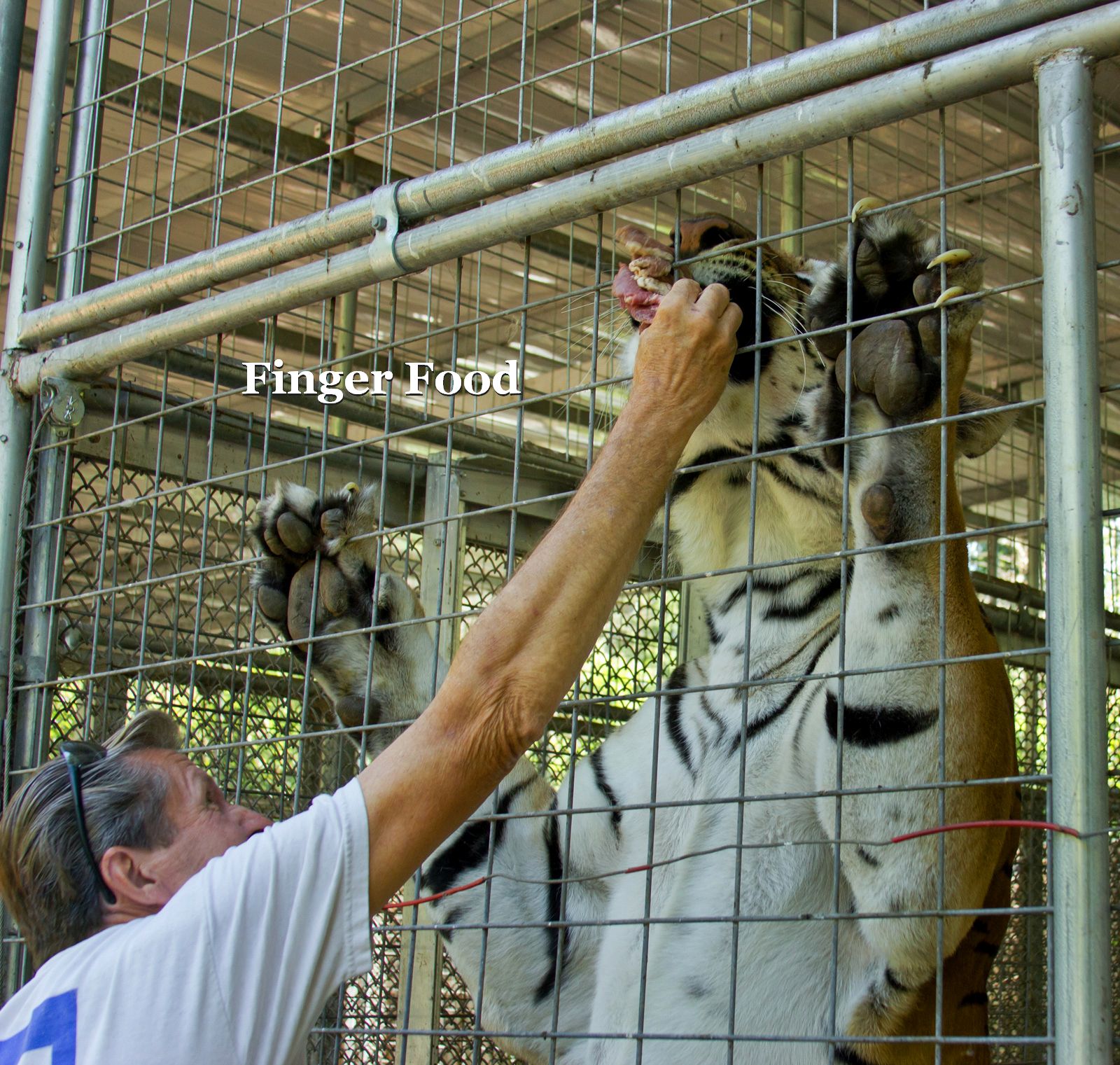 People, Animals, and Things