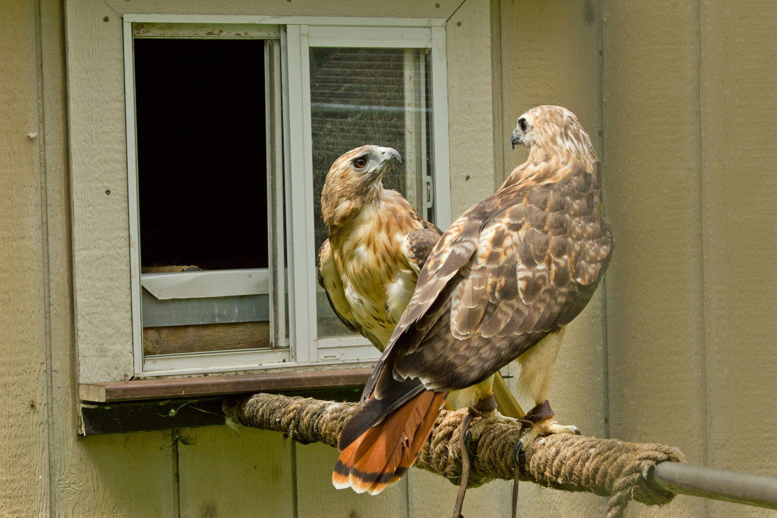 People, Animals, and Things