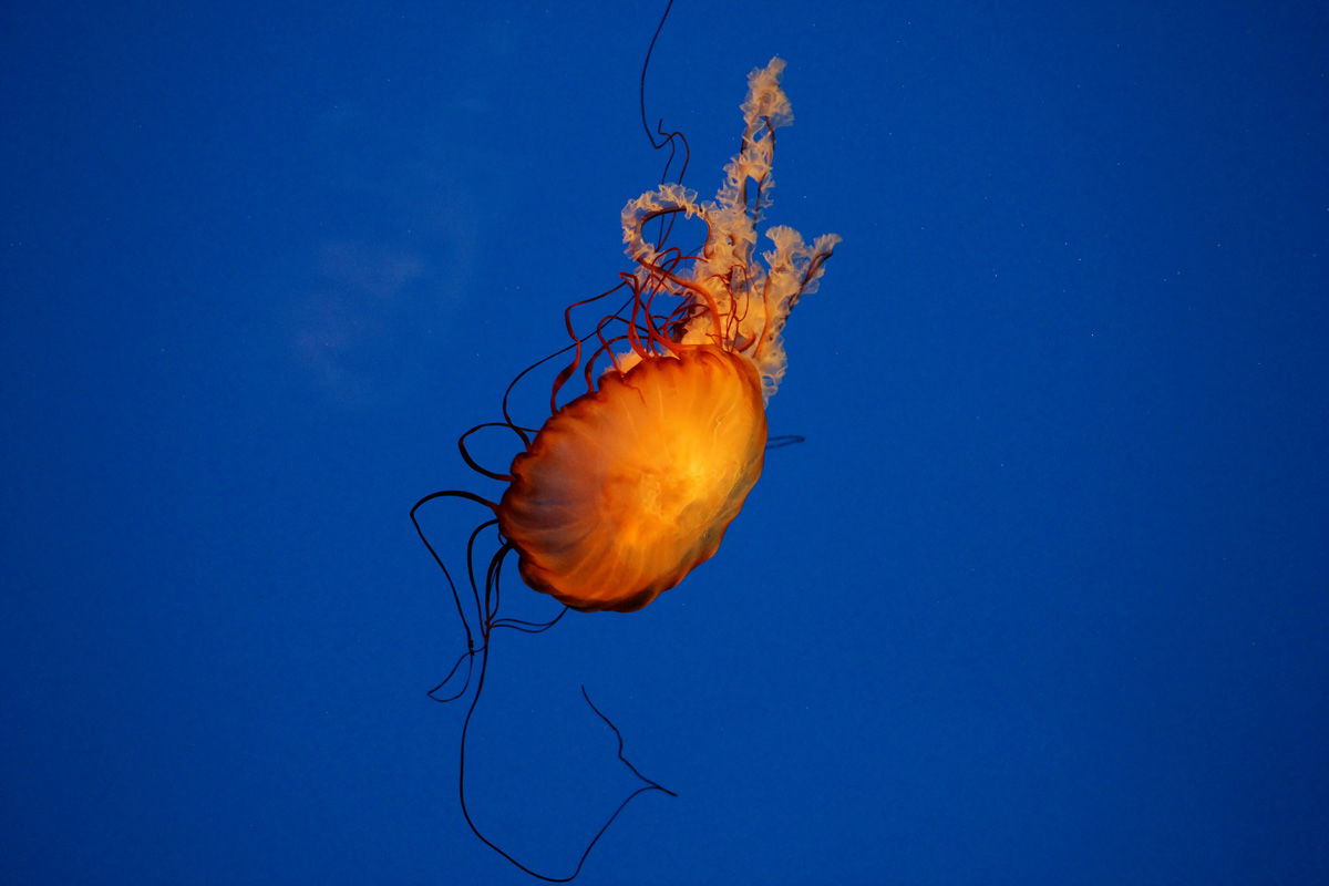 <<<<<<<<<<<<>>>>>>>>>>>>