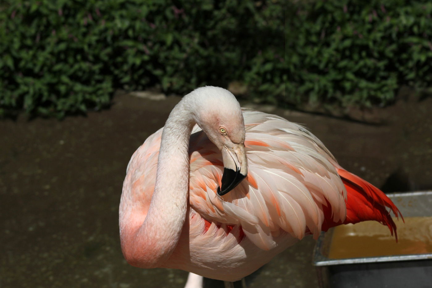 People, Animals, and Things