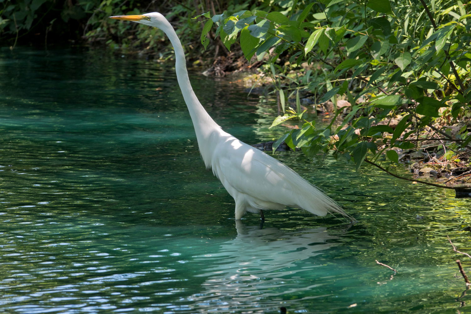 People, Animals, and Things