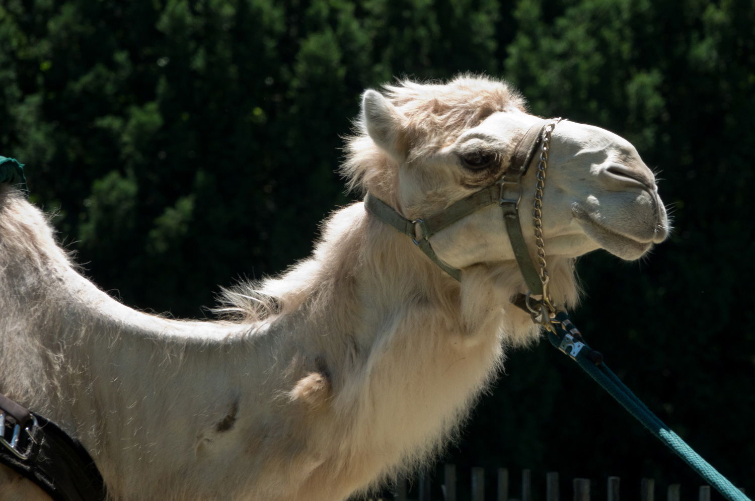 People, Animals, and Things