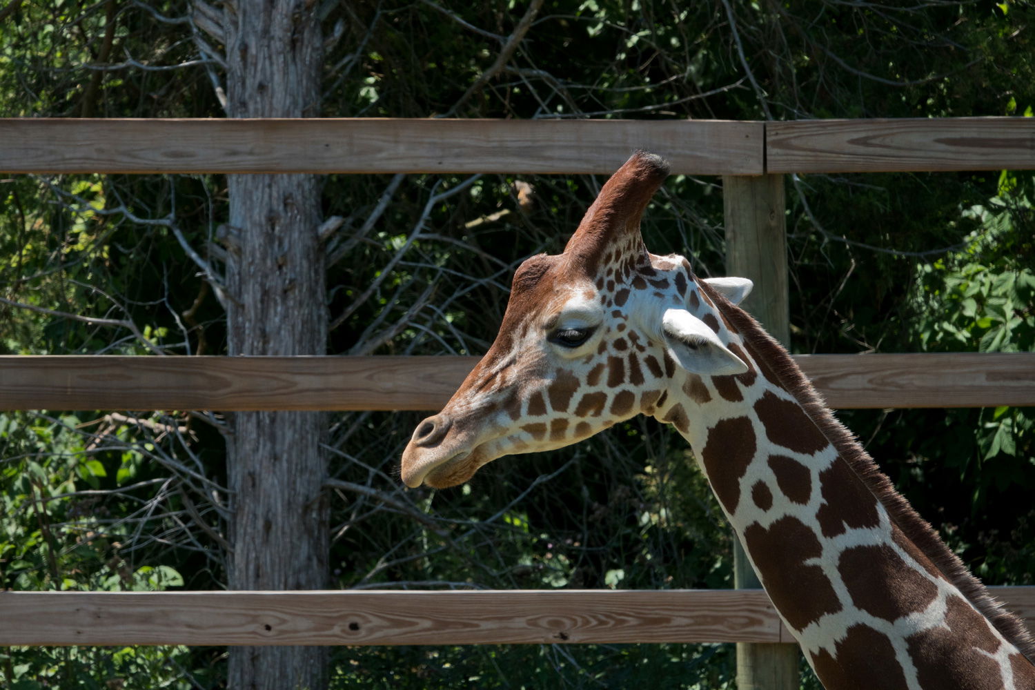 People, Animals, and Things