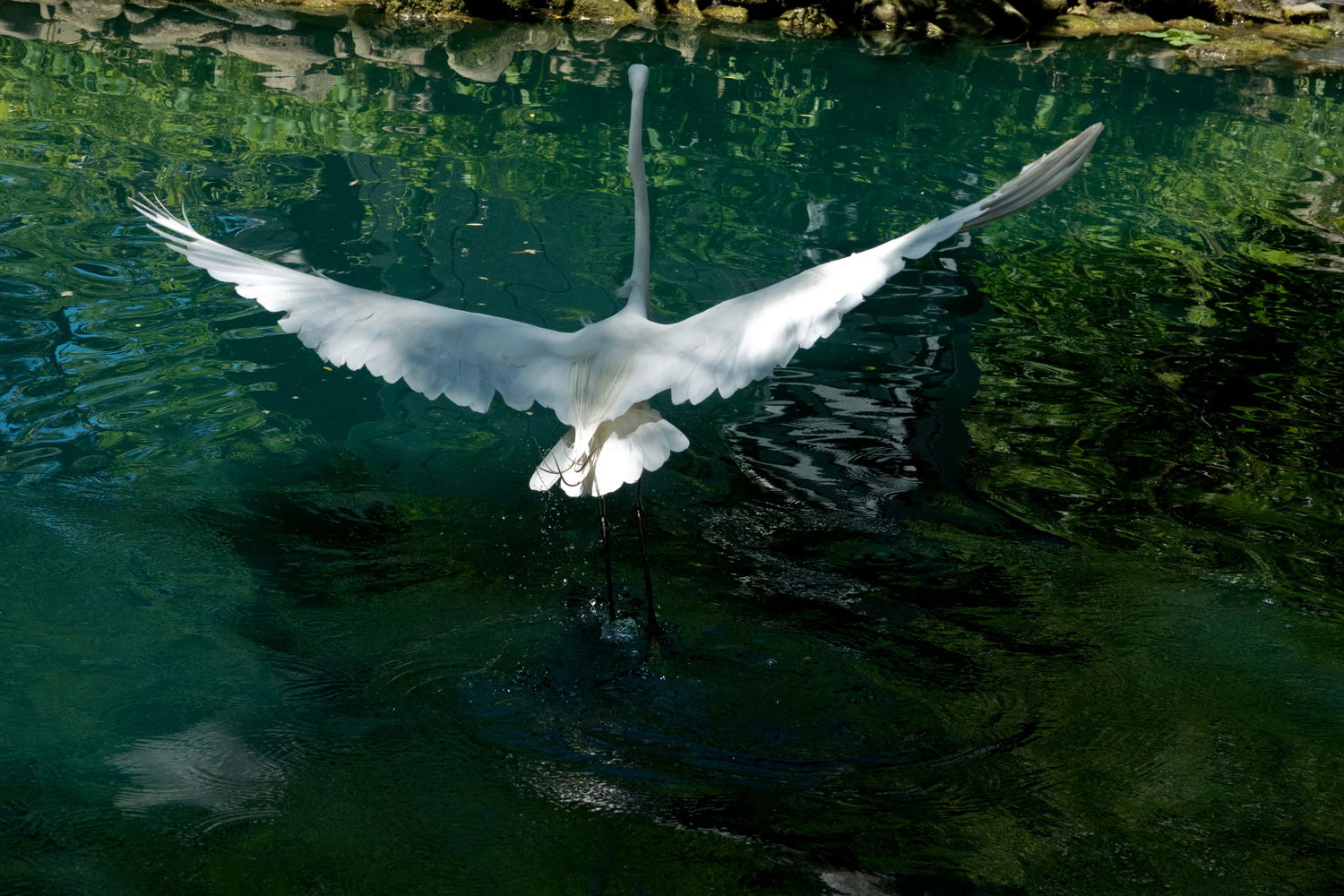 People, Animals, and Things