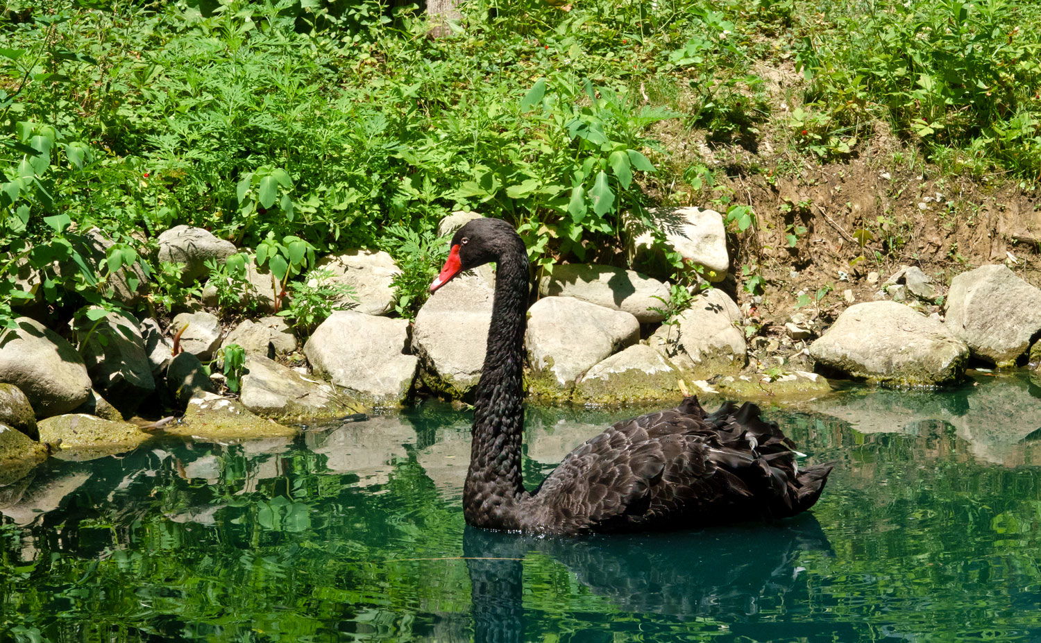 People, Animals, and Things