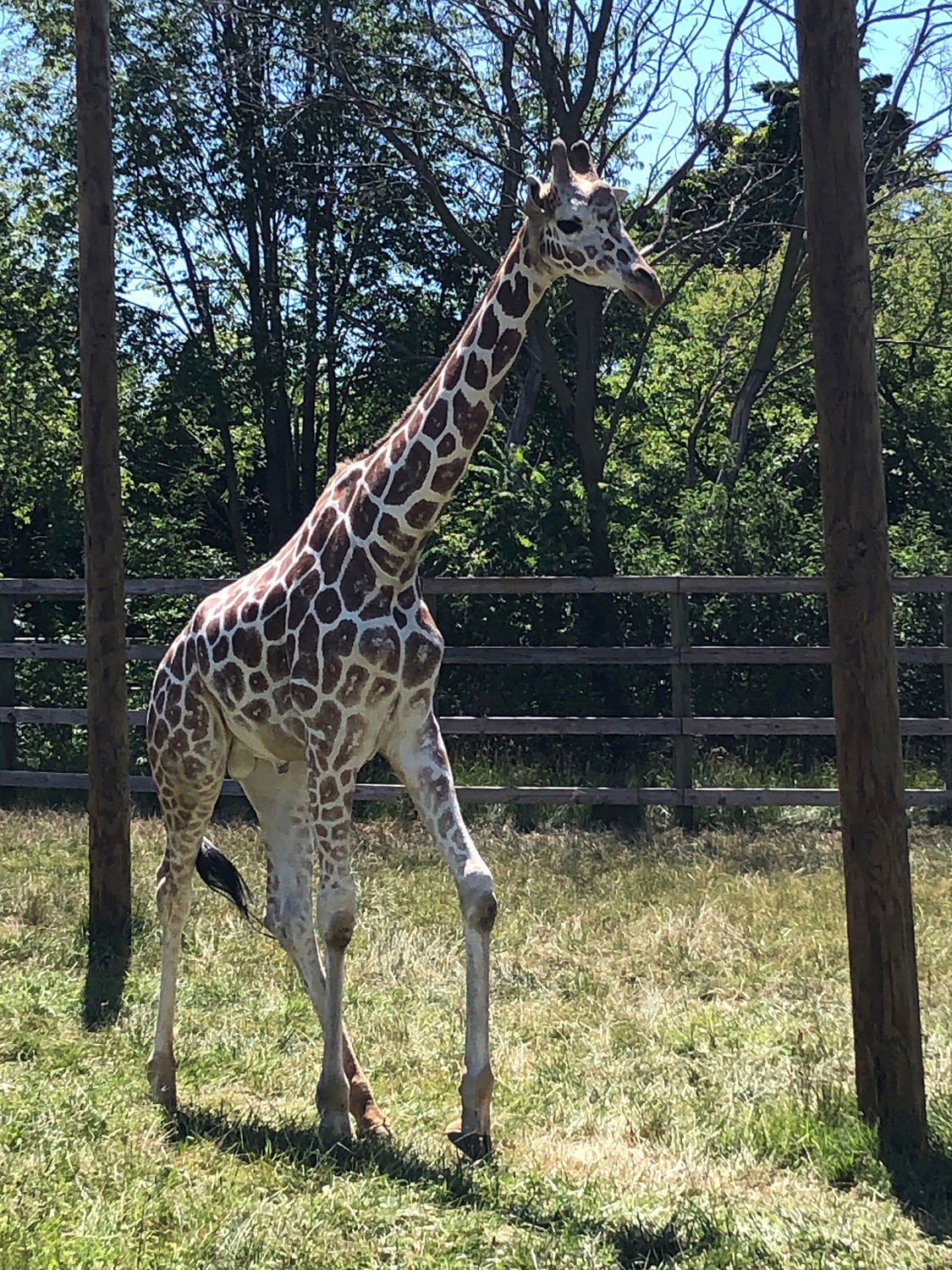 People, Animals, and Things