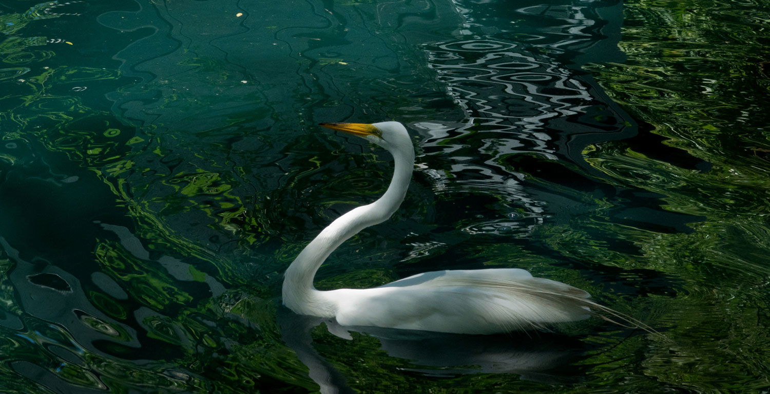 People, Animals, and Things