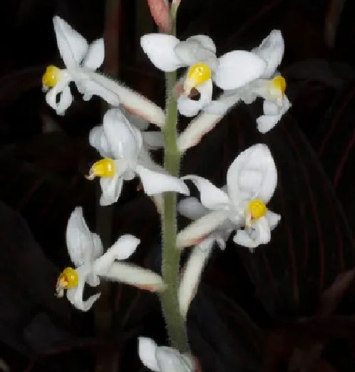 Orquidea Ludisia