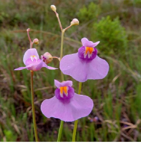 Utricularia Tricolor