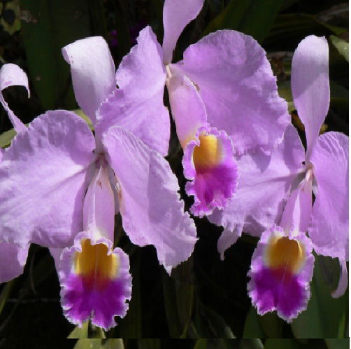 Orquidea