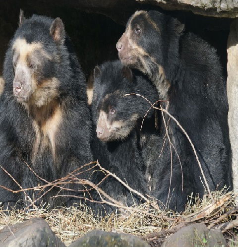 Oso de Anteojos