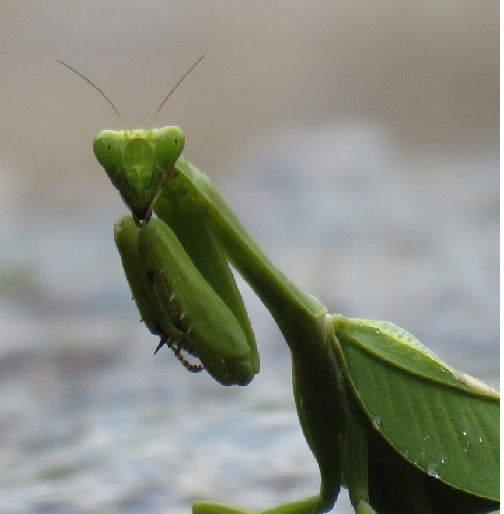 MANTIS RELIGIOSA