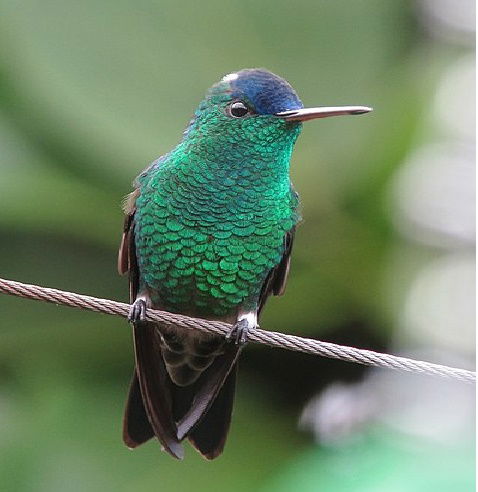 Colibrí Gorriazul