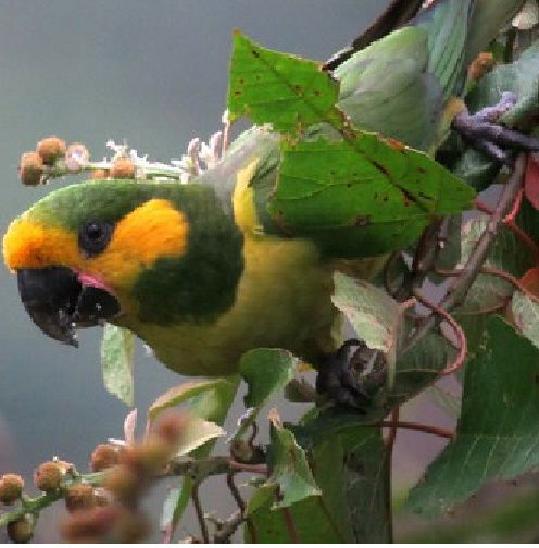 Loro Orejiamarillo