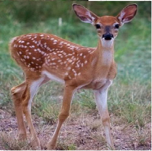 Venado Cola Blanca