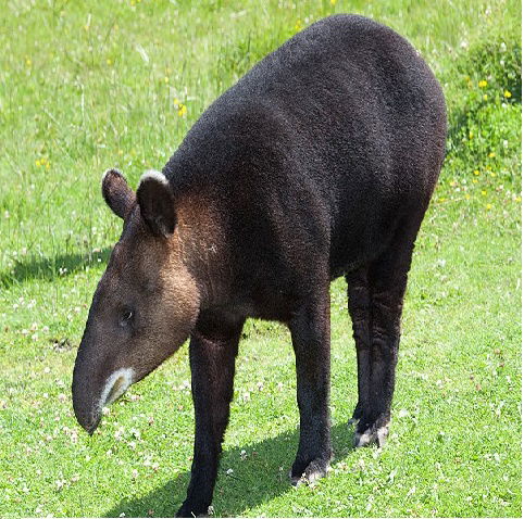 Danta o Tapir