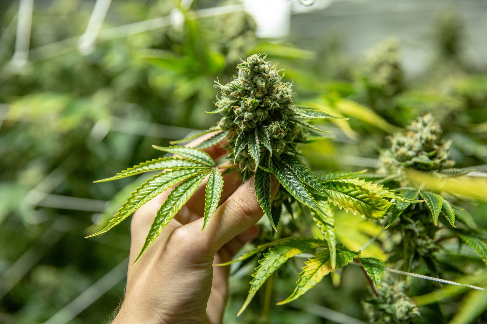 Sensiseeds