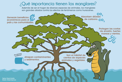 Importancia de los Manglares