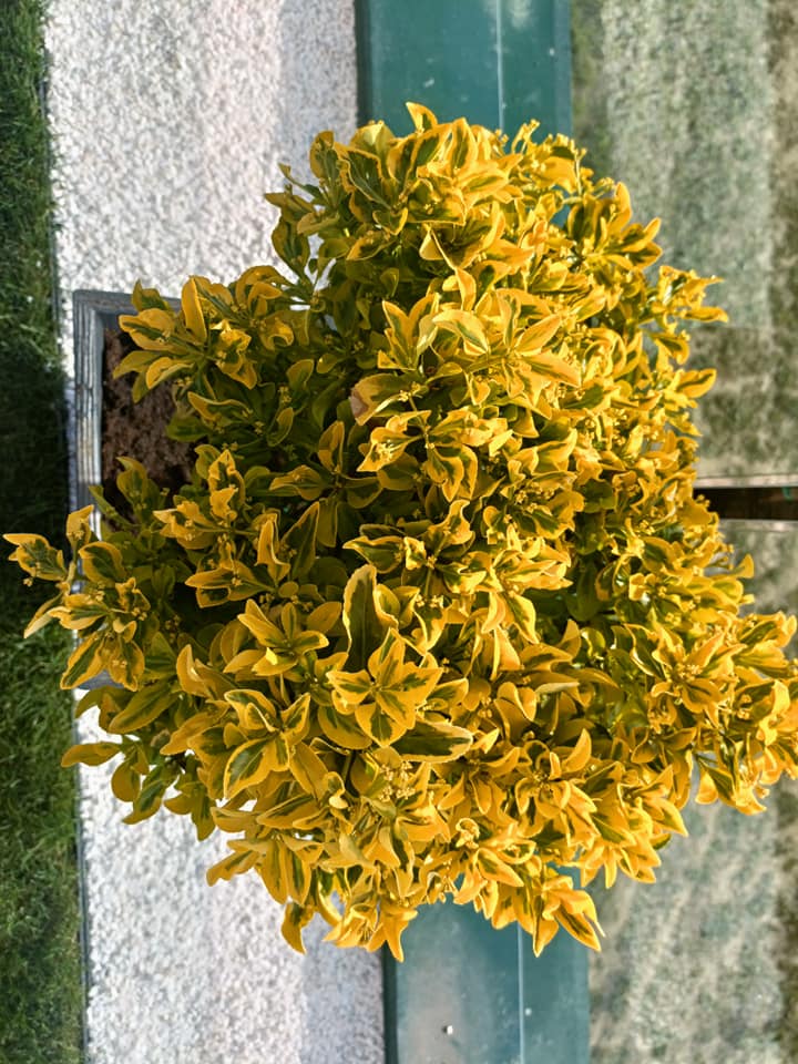 Terasă în stil minimalist.