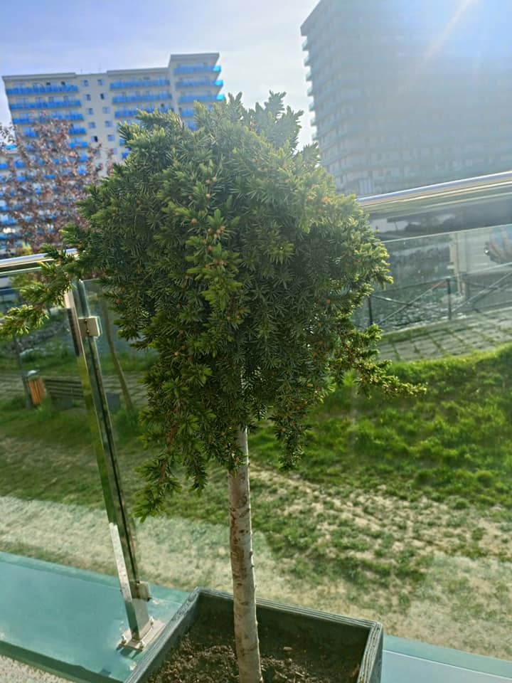 Terasă în stil minimalist.