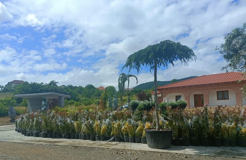 Amenajare curte stil mediteranian