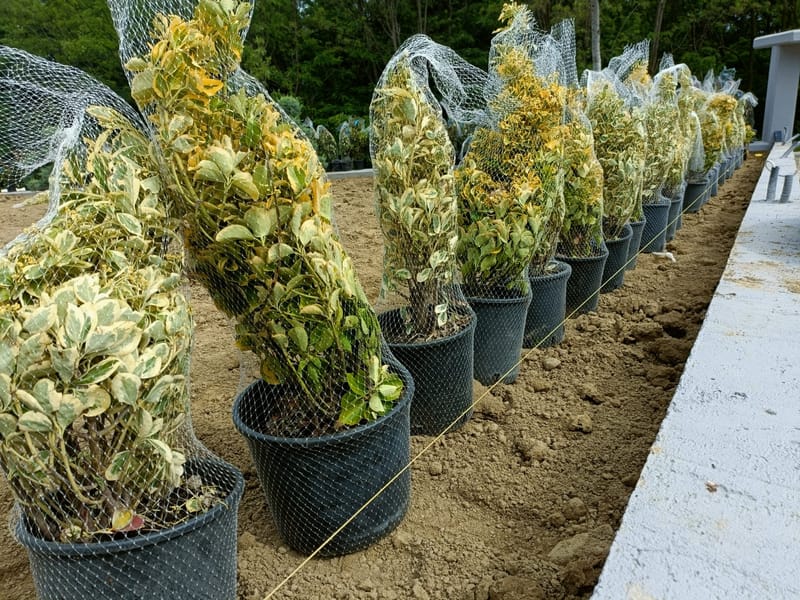 Amenajare curte stil mediteranian