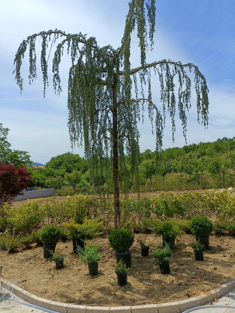 Amenajare curte stil mediteranian